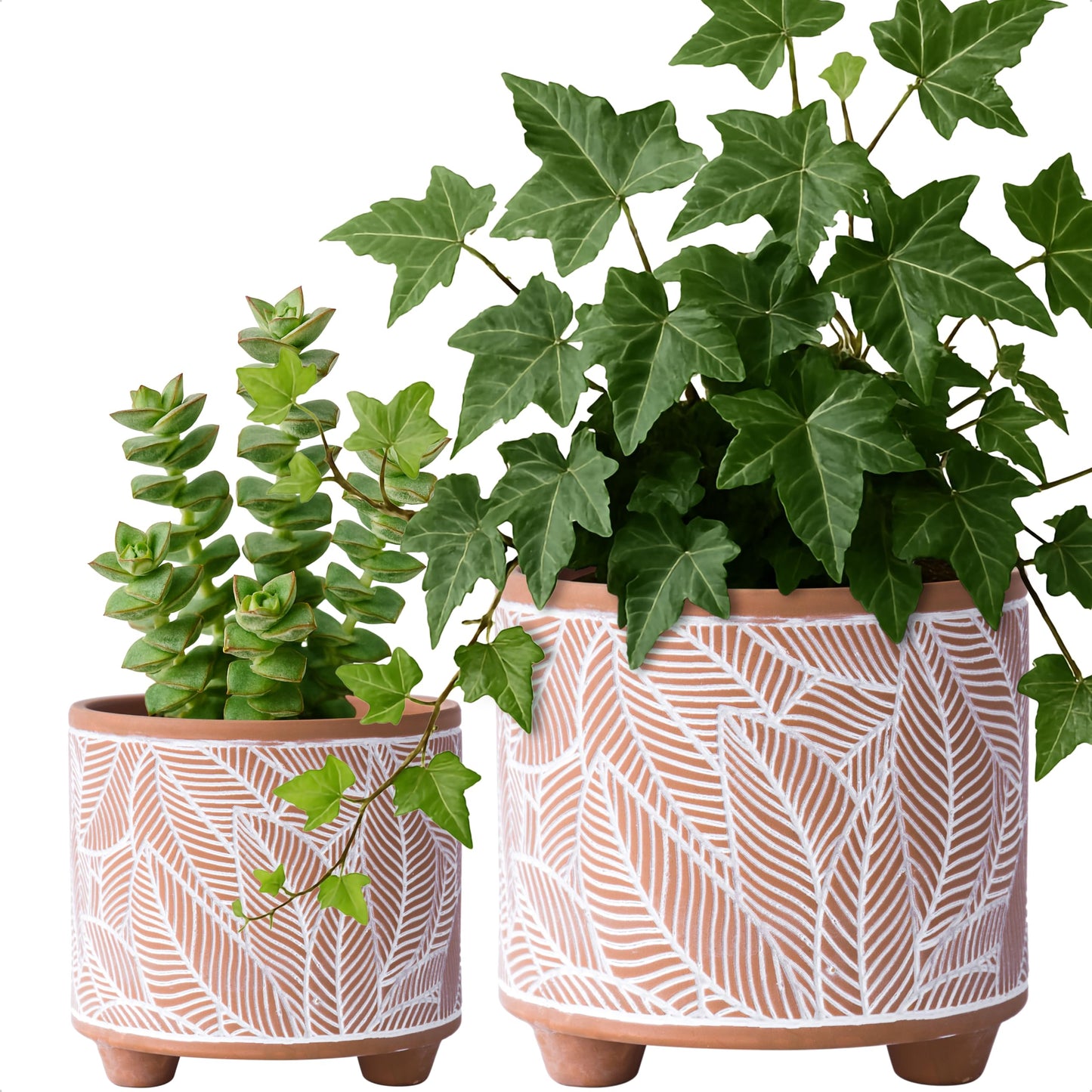 D'vine Dev Set of 2 Terracotta Planter Pots, 4 Inch & 6 Inch, Design Plants Pot with Drainage Hole, Sahara Fern, Terracotta/White, 31-953-H-1
