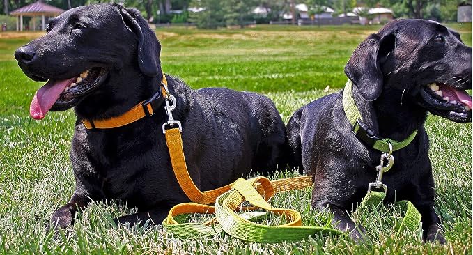 Hemp Corduroy Dog Collar - No Pattern (1" Large, Avocado)