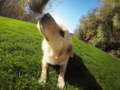 GoPro Fetch Dog Harness - Official GoPro Mount