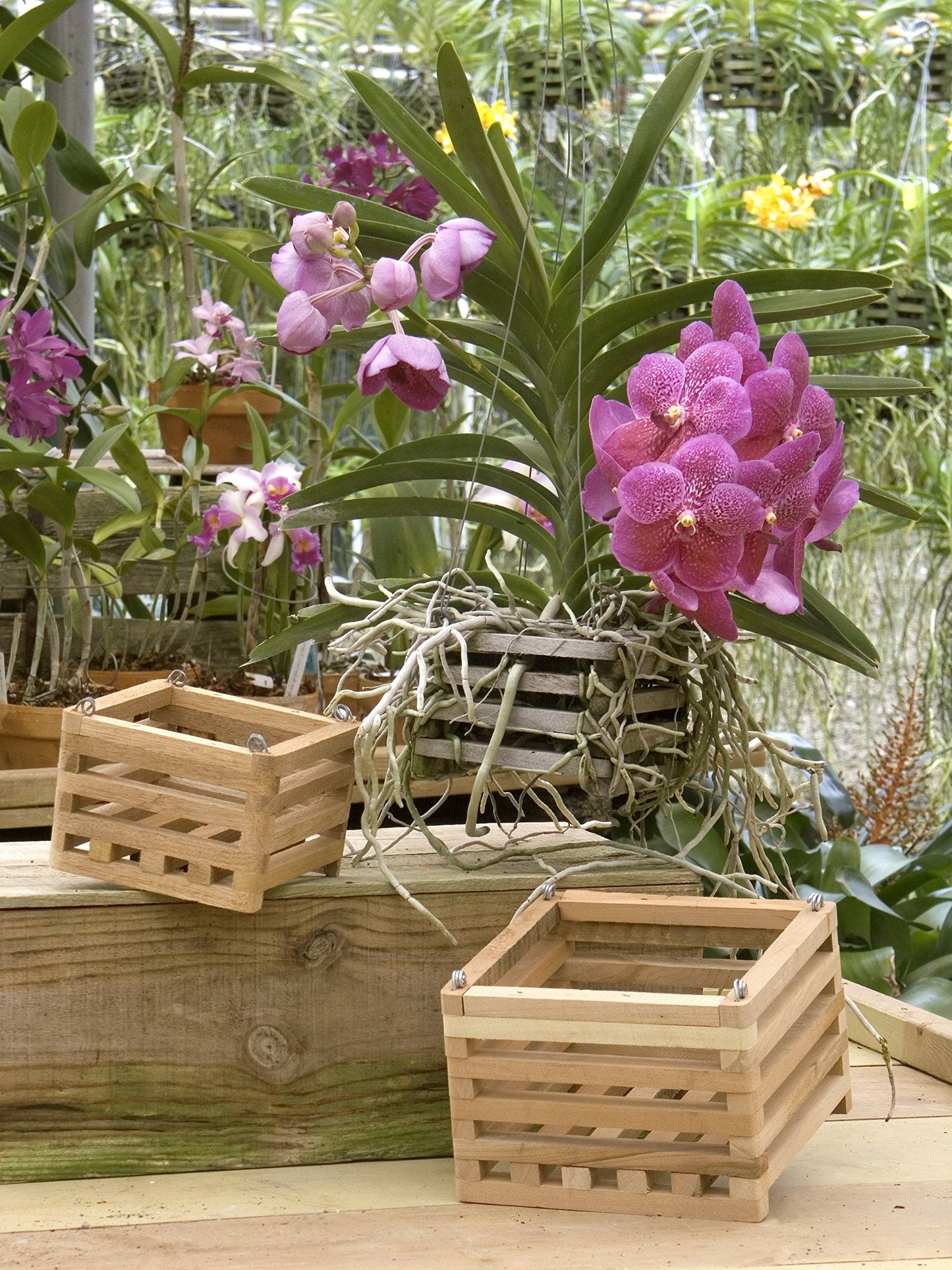 Sun Bulb 52720 Better GRO Square Cedar Basket, 8"